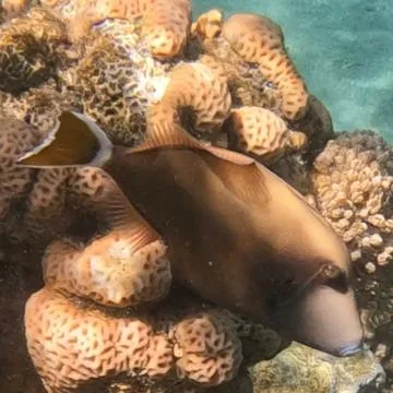 Beautiful Half Moon Triggerfish seen while scuba diving in the Red Sea  写真素材