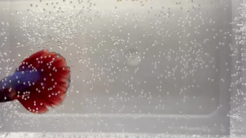 Beautiful Halfmoon Betta Fish Swimming in Clear Tank with Bubbles Stock Footage 340260221