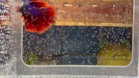 Beautiful Halfmoon Betta Fish Swimming in a Small Clear Aquarium Tank Stock Footage 340260324