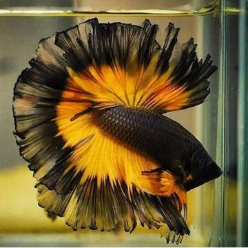 Beautiful halfmoon fish Foto stock
