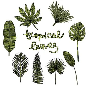 Beautiful hand drawn botanical vector illustration with tropical leaves. Stock Illustration