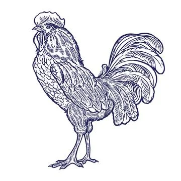 Beautiful hand-drawn rooster 库存插图