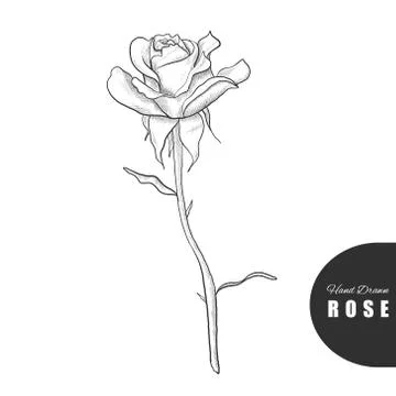 Beautiful hand drawn rose. Vector illustration. Great for greeting cards Stock Illustration