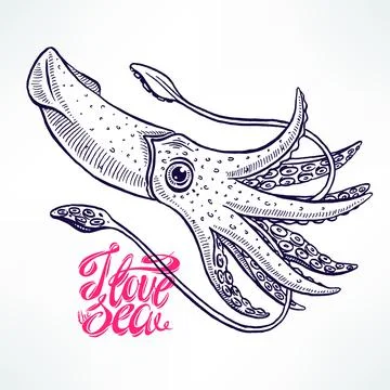 Beautiful hand-drawn squid Ilustración de archivo