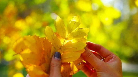 Beautiful hands are sorting autumn leaves Vídeos de archivo 116456523