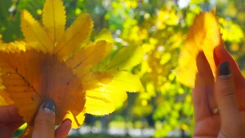 Beautiful hands are sorting autumn leaves 動画素材 116456525