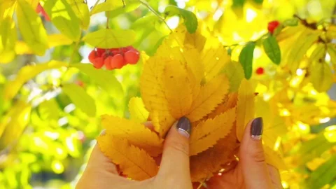Beautiful hands are sorting autumn leaves 動画素材 116456528