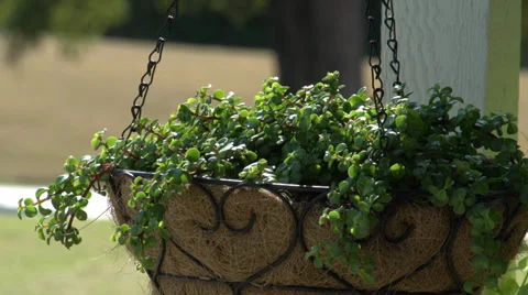 Beautiful hanging basket Stock Footage 39331271