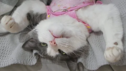 Beautiful happy cat resting, lying on back paws up, sleeping on couch bed. Cute Stock Footage 313199566