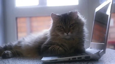 Beautiful happy fluffy cat lying on a laptop yawns and licked, HD, 1920x1080 Stock Footage 72869013