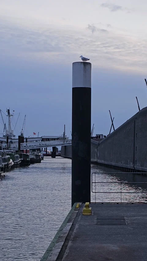 Beautiful Harbor View in Hamburg Stock Footage 237346607