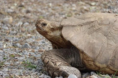 Beautiful hardy slow shell turtle strong old woman Stock Photos