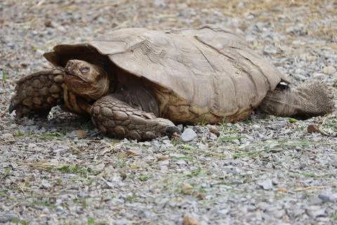 Beautiful hardy slow shell turtle strong old woman Stock-Fotos