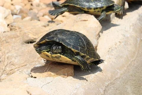 Beautiful hardy slow shell turtle strong old woman Stock Photos