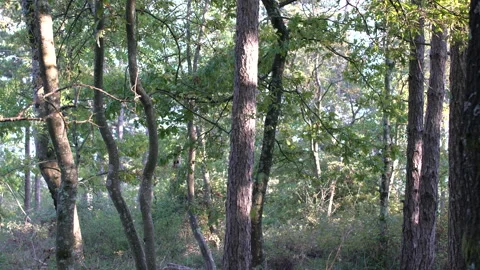 Beautiful &amp; harmonious trees shape in forest, 4K, DNxHR 스톡 동영상 152988495