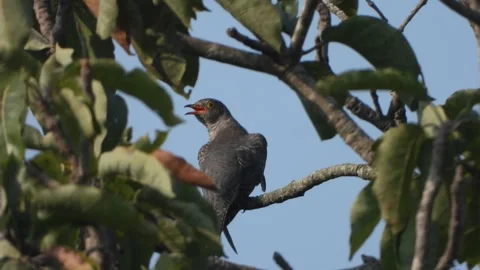 Beautiful Hawk bird relaxing on tree . Stockbeeldmateriaal 331834456
