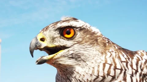 Beautiful Hawk Close Up Stock Footage 50741807