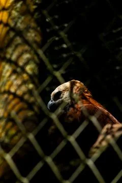 Beautiful Hawk in the foreground in the shadows Stock Photos