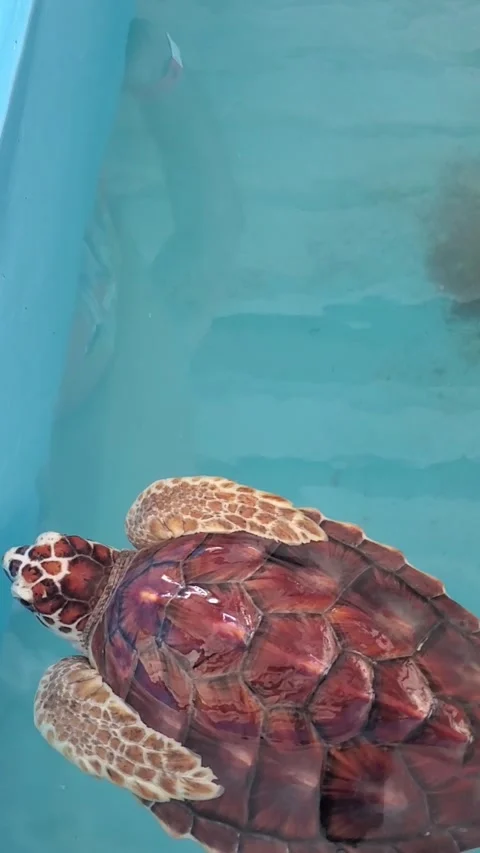 Beautiful Hawkbill Sea Turtle Float Saltwater Pond, Dos Mosquises Island Stock Footage 285883082