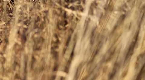 Beautiful hay shot with focus Stock Footage