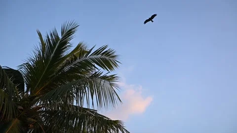 Beautiful HD video of eagles flying in the sky in slow motion Stock Footage 254565864