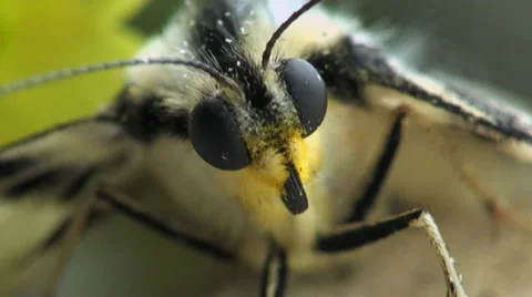 Beautiful head macro Stock Footage