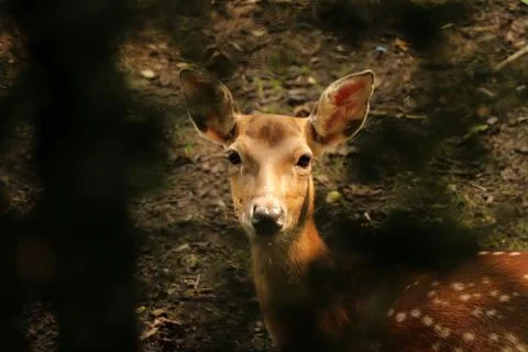 A beautiful head of sika deer between branch of tree and look at camera. She  Stock Photos