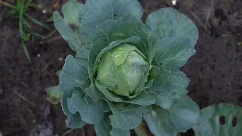Beautiful head of white cabbage in raindrops in the garden Stock Footage 144278020