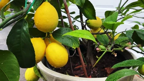 Beautiful healthy meyer lemon tree closeup with ripe lemons Stock Footage 231235472