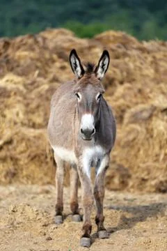 Beautiful healthy young donkey head shot closeup Stock Photos