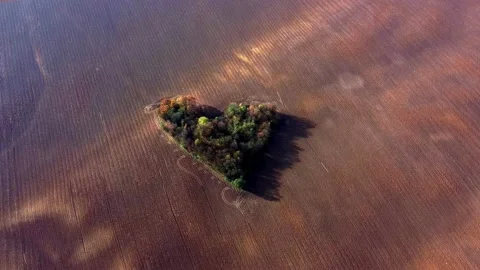 Beautiful heart made of trees in the middle of a farmland. Fall colors. Video stock 143751182