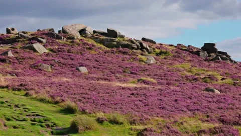 Beautiful heather fields in the Peak District Video stock 205560309