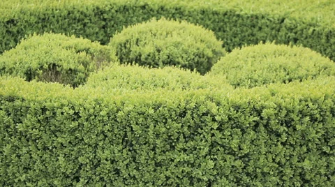 Beautiful hedge arrangement Stock Footage 38871496