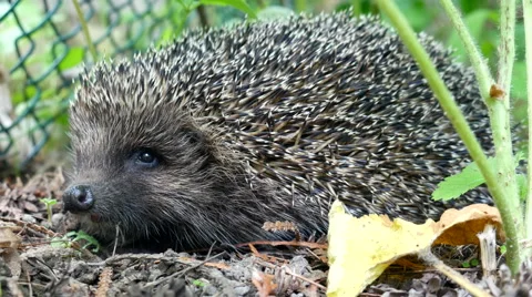 Beautiful hedgehog in the backyard Stock Footage 64352788