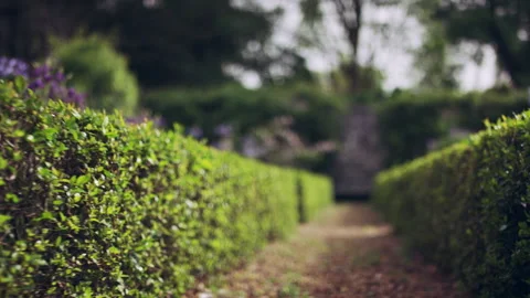 Beautiful Hedges in a garden Stock Footage 278833483