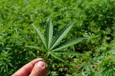 Beautiful hemp leaf on a marijuana field legalization of medical cannabis Stock Photos