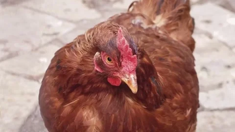 Beautiful Hen with Brown Feathers Stock Footage 246876754