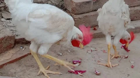 Beautiful Hen Enjoying Breakfast With a Charming Natural Look Stock Footage 346568257