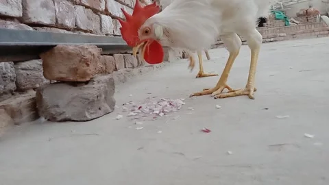 Beautiful Hen Head Close Up While Eating Breakfast Stock-Footage 347424544