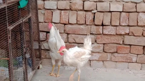 Beautiful Hen Walking Around the Cage Stock Footage 346266587