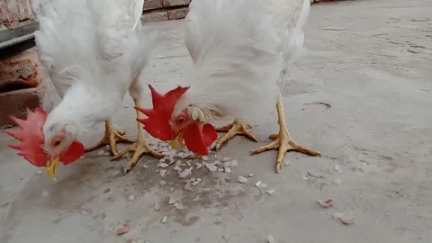 Beautiful Hens Facing Downward While Eating Onions Vídeos de archivo 347758082