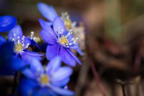 Beautiful hepatica Stock Photos