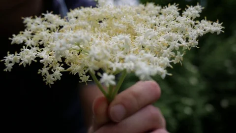 Beautiful herb elderberry Stock Footage 77572322