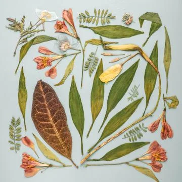 A beautiful herbarium composition made of different types of leaves on a ligh Foto stock
