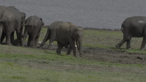 Beautiful herd of elephants bathing mud Stock Footage 290915260