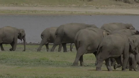Beautiful herd of elephants Stock Footage 290893679