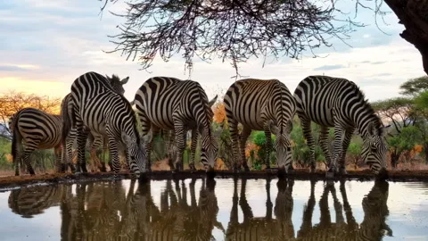 A beautiful herd of zebras is reflected in a watering hole at sunset in Africa. Stock Footage 319639610