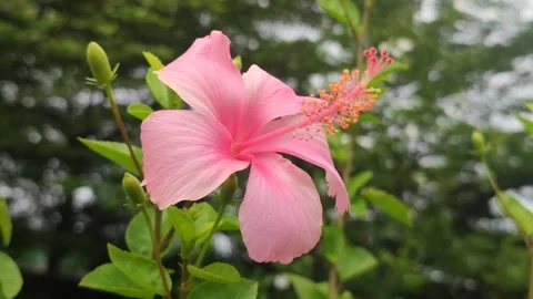 Beautiful Hibiscus Flower Stock Footage 327180515