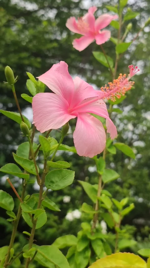Beautiful Hibiscus Flower Stock Footage 327180521