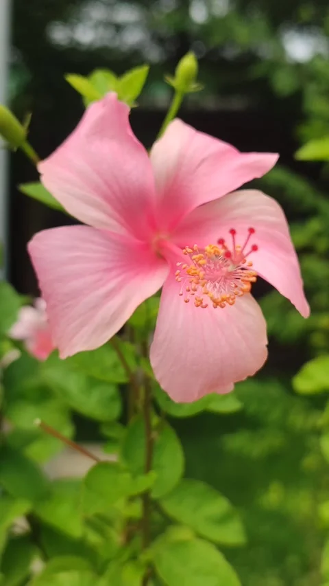 Beautiful Hibiscus Flower Stock Footage 327180523
